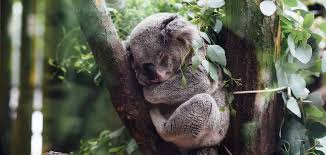 Koala photo 1