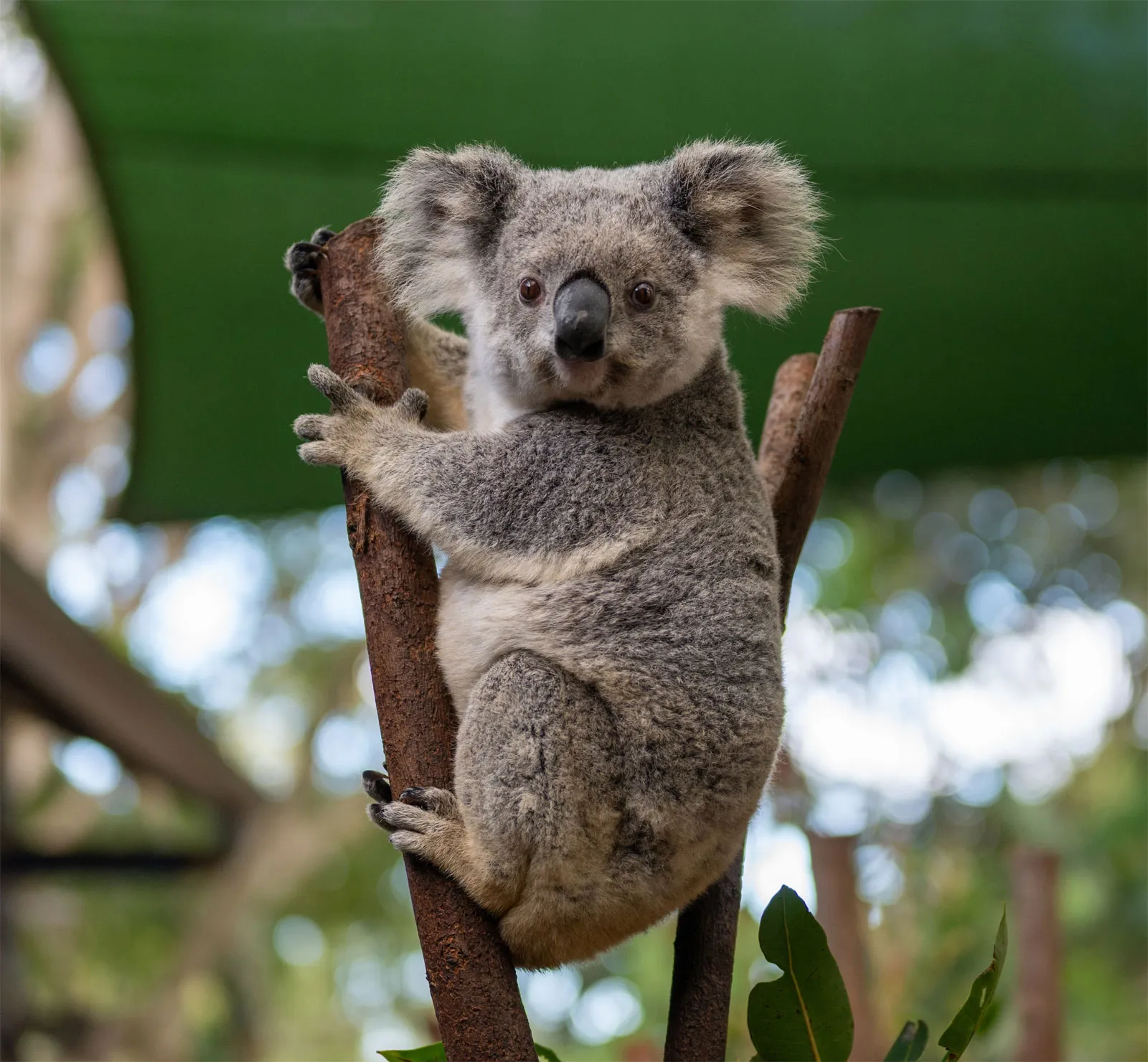 Koala photo 4