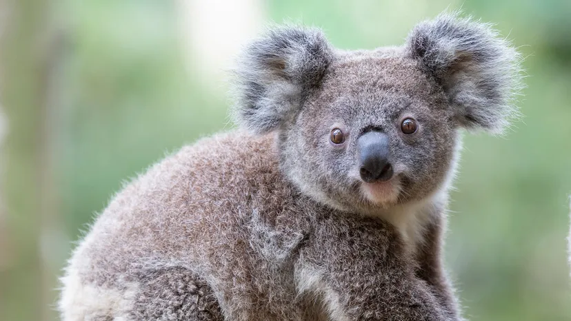 Koala photo 5