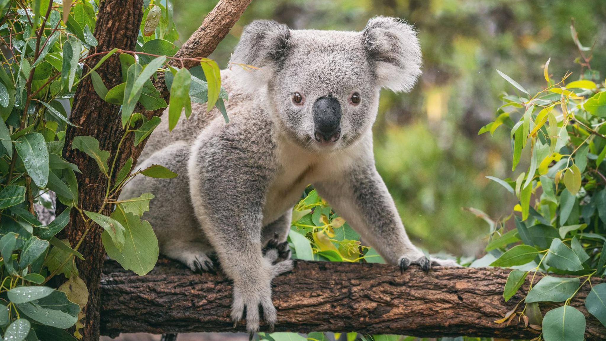 Koala photo 6